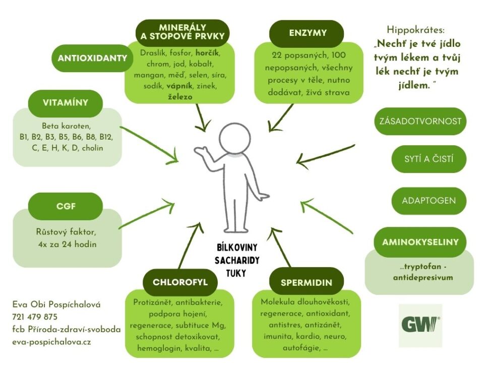 GW mladý ječmen a chlorella